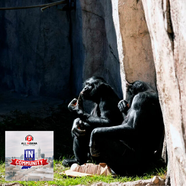 Bonus Eclipse Episode: How will animals act during the eclipse? Indianapolis Zoo wants your help finding out